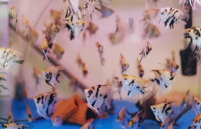 a group of fish swimming in a tank