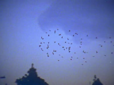 a flock of birds flying in the sky