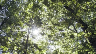 the sun shines through the leaves of a tree
