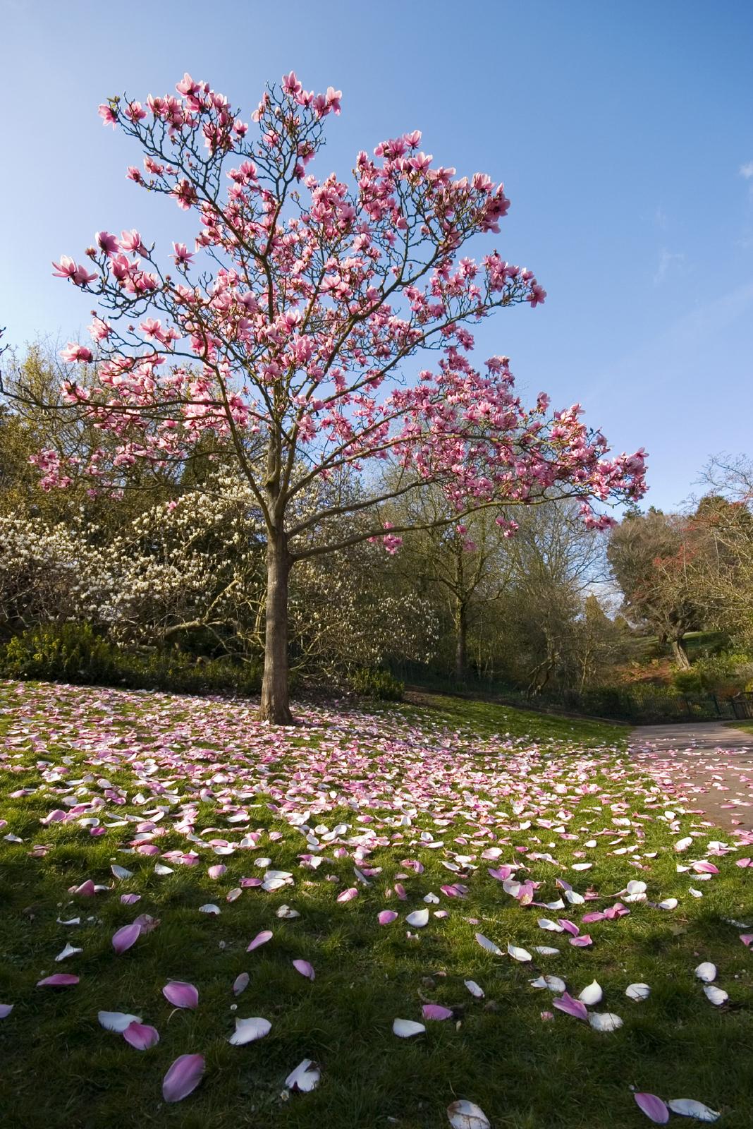 a tree with pink flowers on the ground
