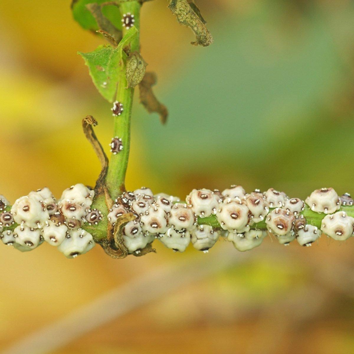 a close up of a plant with white flowers