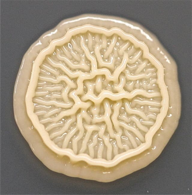 a piece of art that looks like a human brain