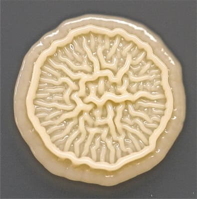 a piece of art that looks like a human brain