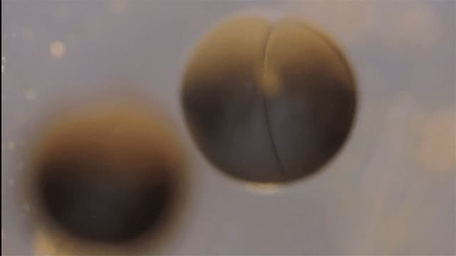a blurry photo of two balls in the air