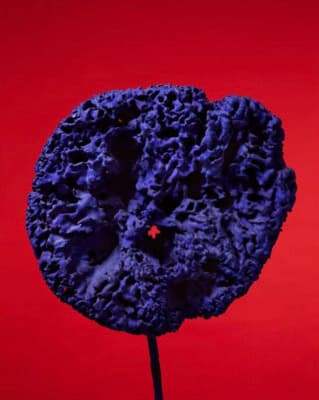 a blue piece of coral sitting on top of a red surface