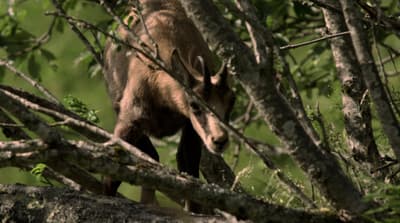 a deer that is standing in a tree