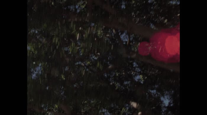 a red traffic light hanging from a tree