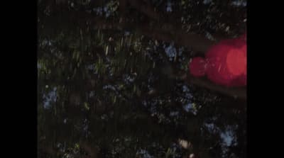 a red traffic light hanging from a tree