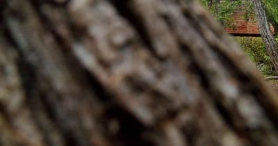 a person riding a bike on a trail in the woods