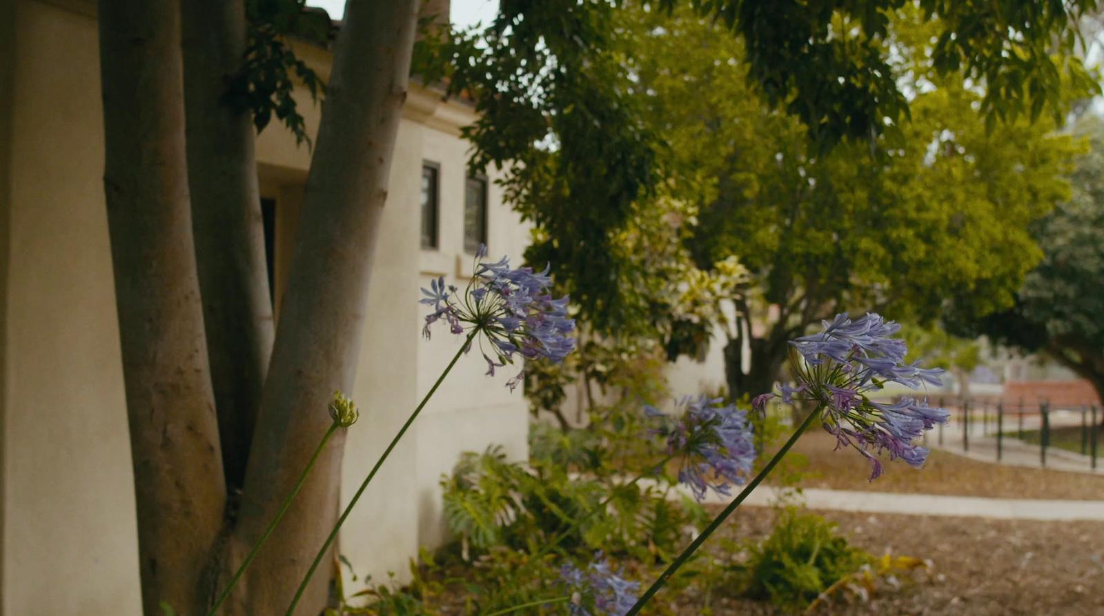 a blue flower in a vase next to a tree