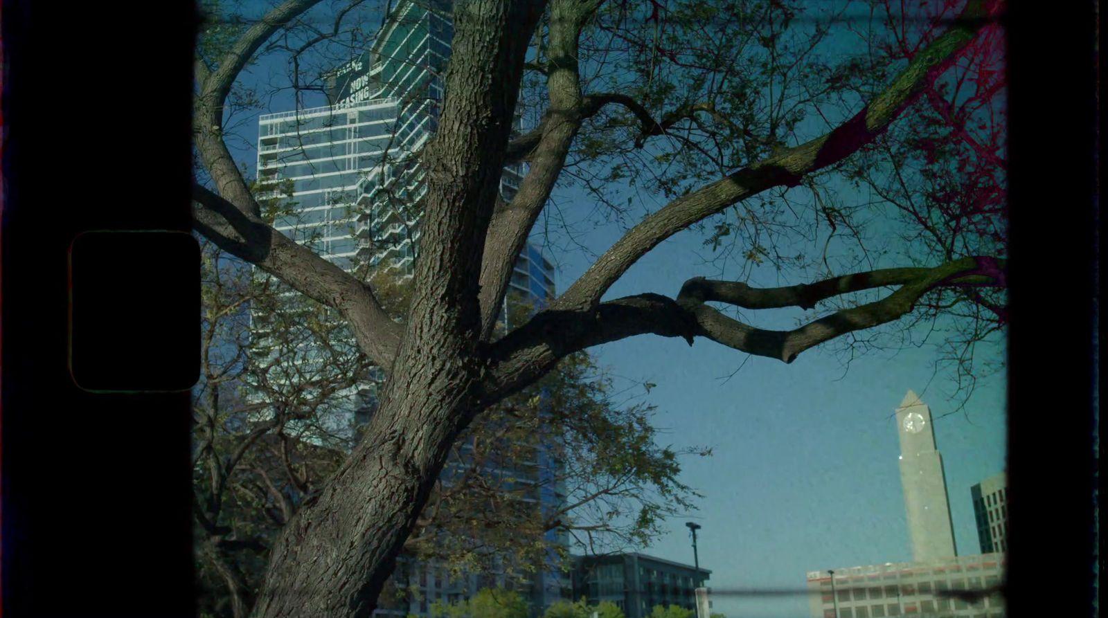 a large tree in front of a tall building
