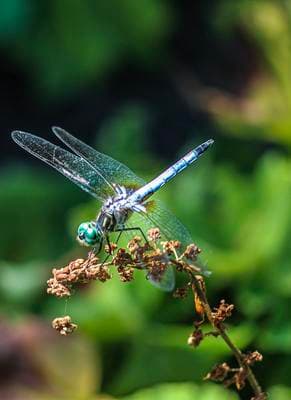 a blue dragonfly sitting on top of a plant