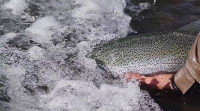 a person holding a fish in the water