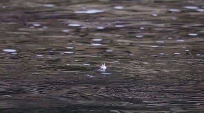 a bird flying over a body of water