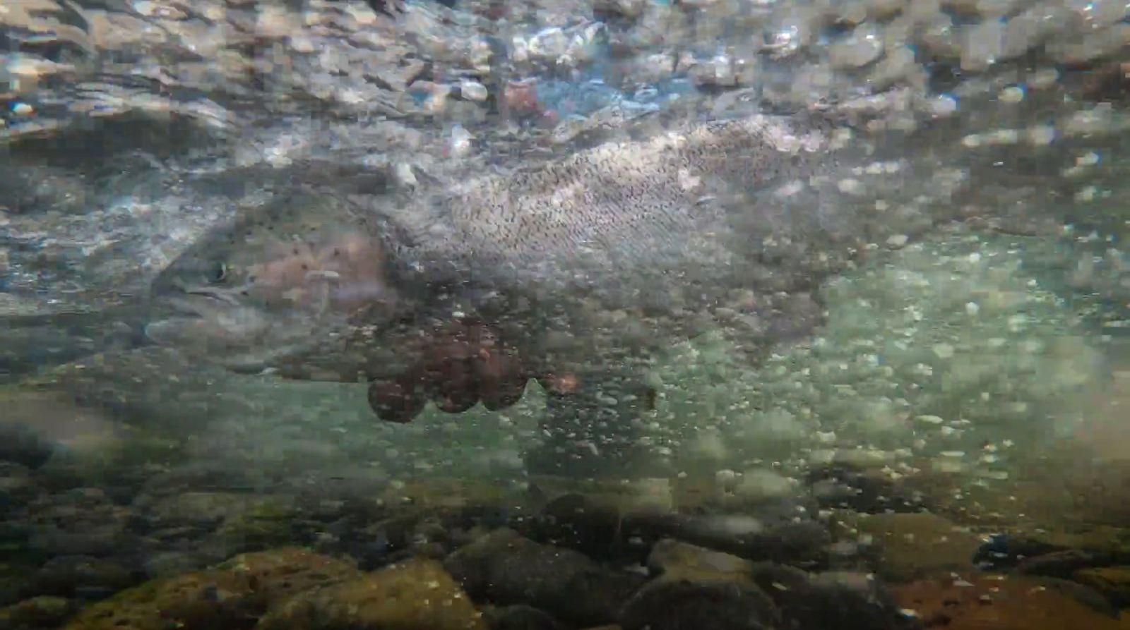 a person swimming in a body of water