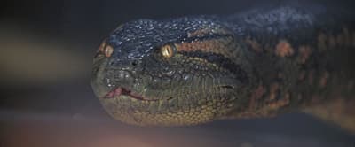 a close up of a lizard's head with a blurry background