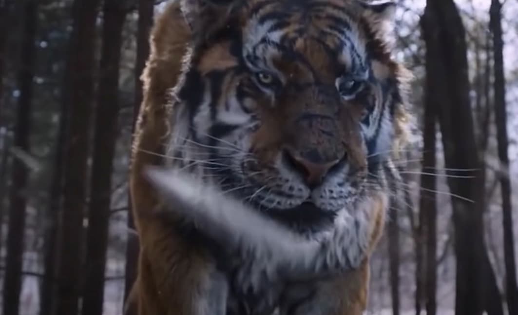 a large tiger walking through a forest filled with trees