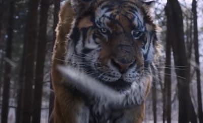 a large tiger walking through a forest filled with trees