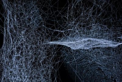 a black and white photo of a spider web