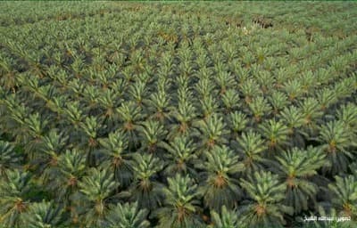 an aerial view of a palm tree farm