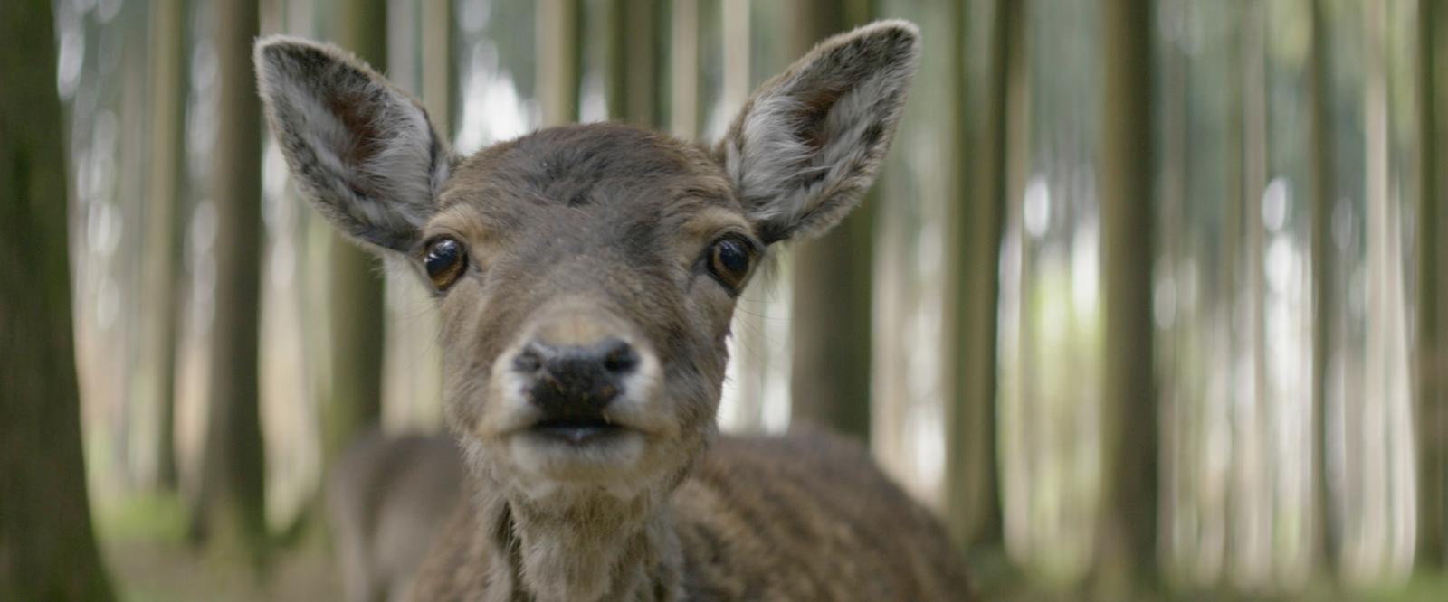 a close up of a deer in a forest