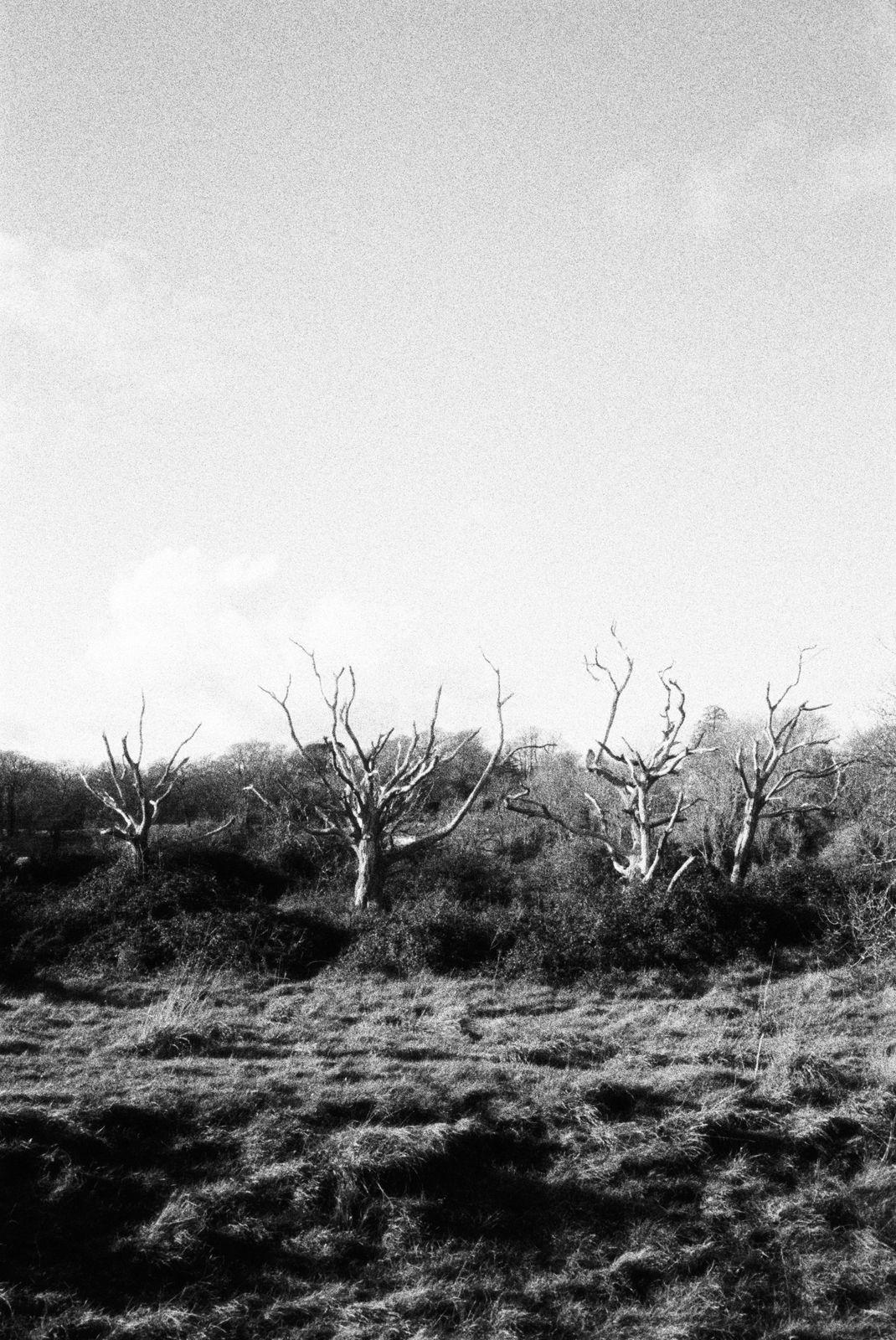 a black and white photo of trees in a field