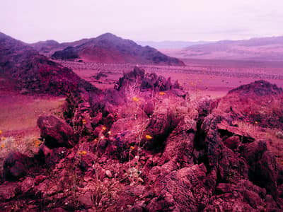 a desert landscape with rocks and flowers in the foreground