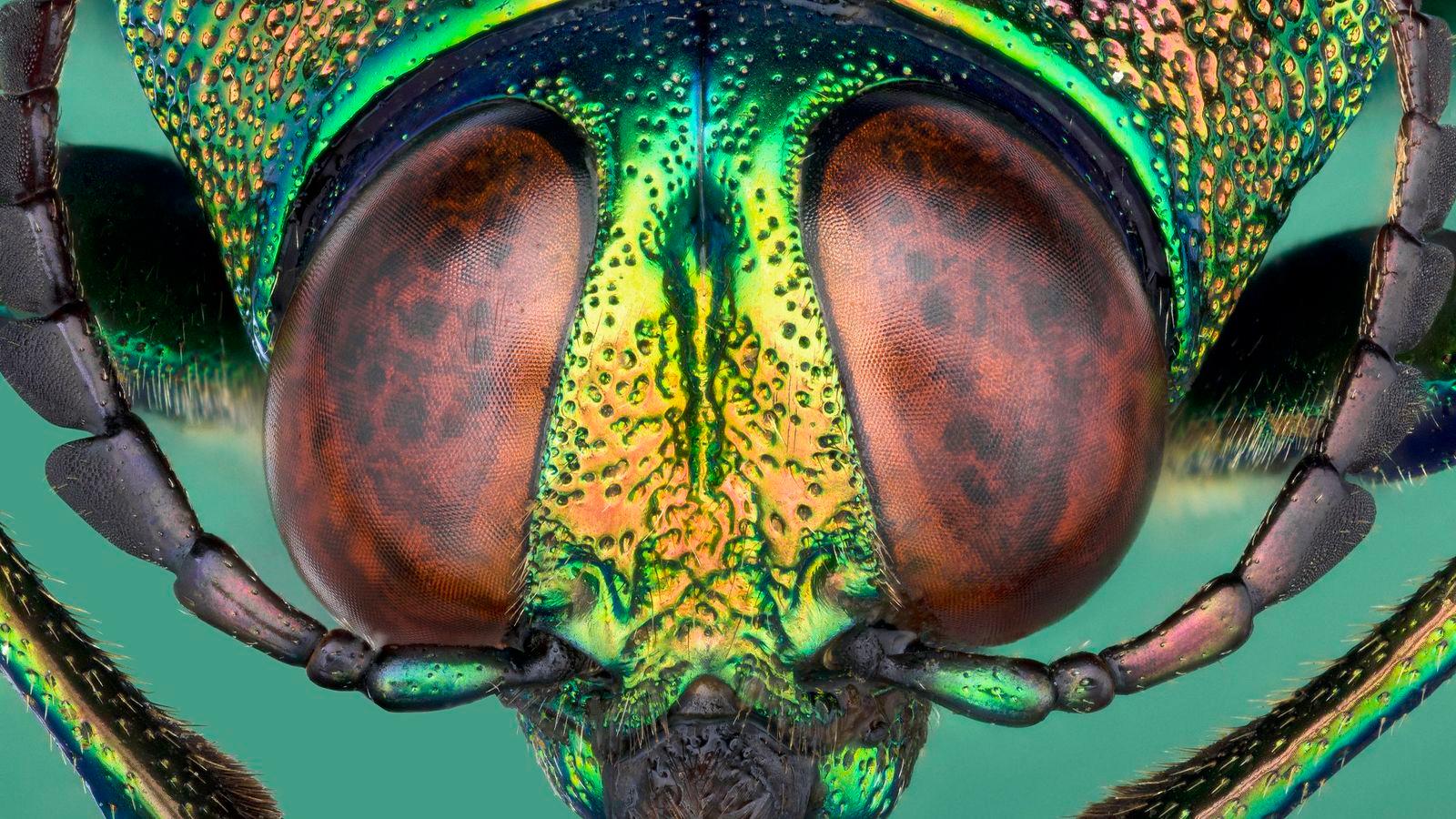a close up of a green and yellow insect