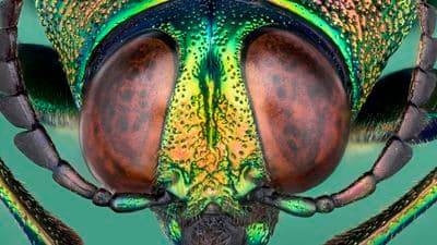a close up of a green and yellow insect