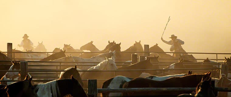 a herd of horses standing next to each other