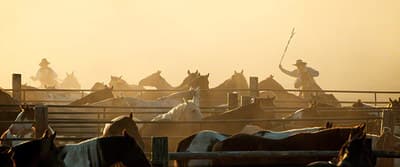 a herd of horses standing next to each other