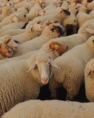 a herd of sheep standing next to each other