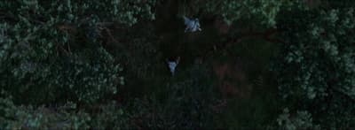 an aerial view of a person in the woods