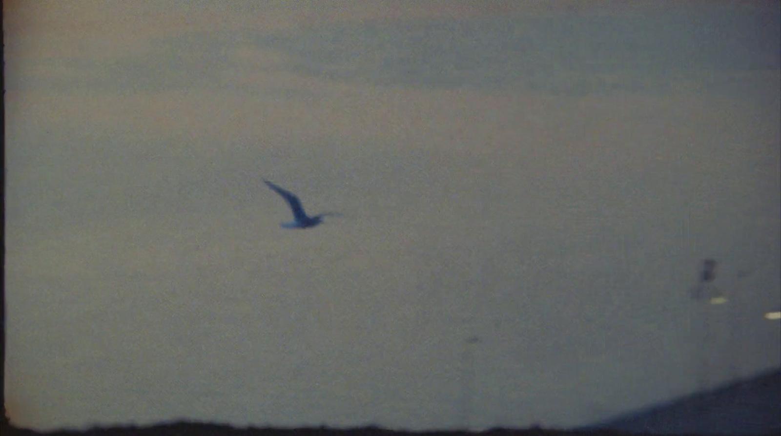 a bird flying through a cloudy blue sky