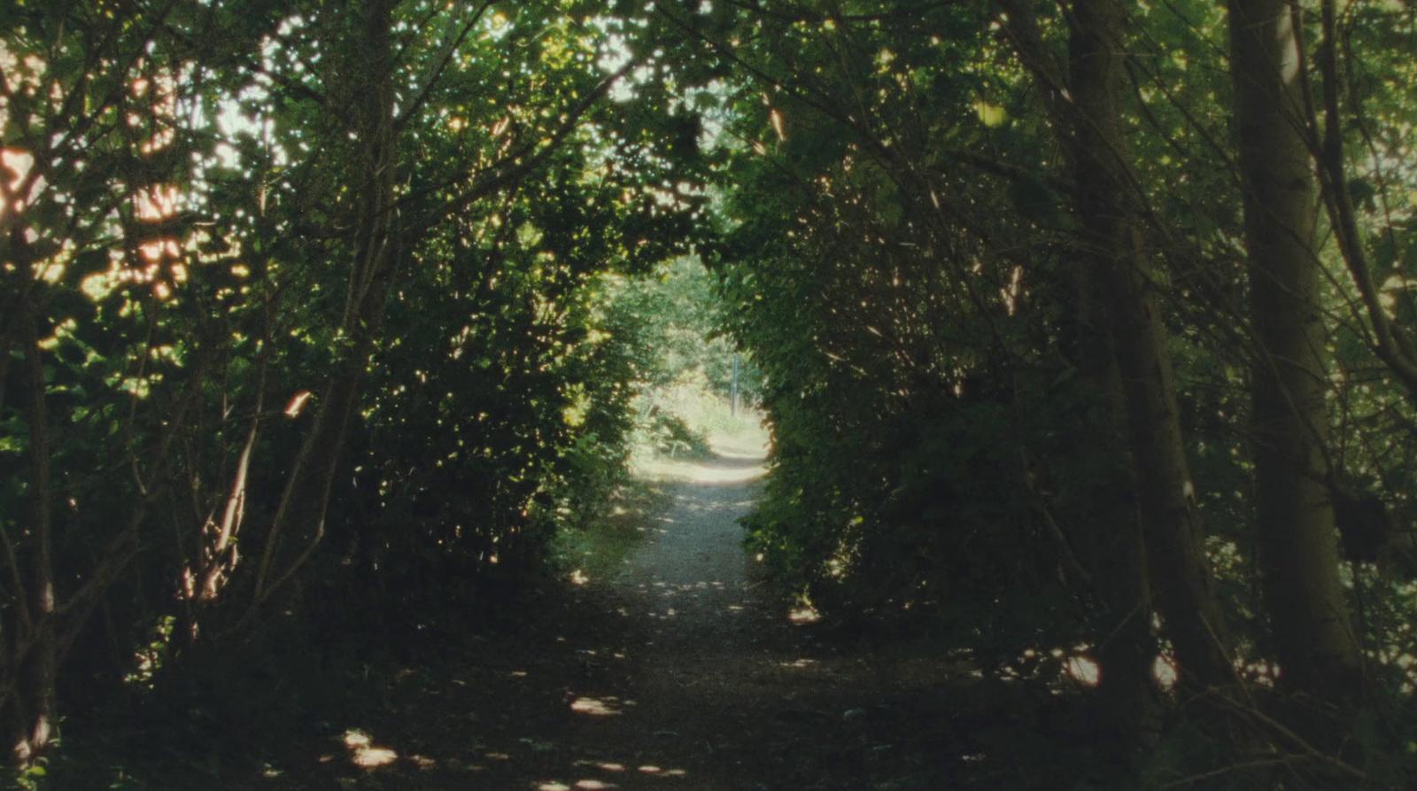 a path in the middle of a forest lined with trees