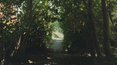 a path in the middle of a forest lined with trees