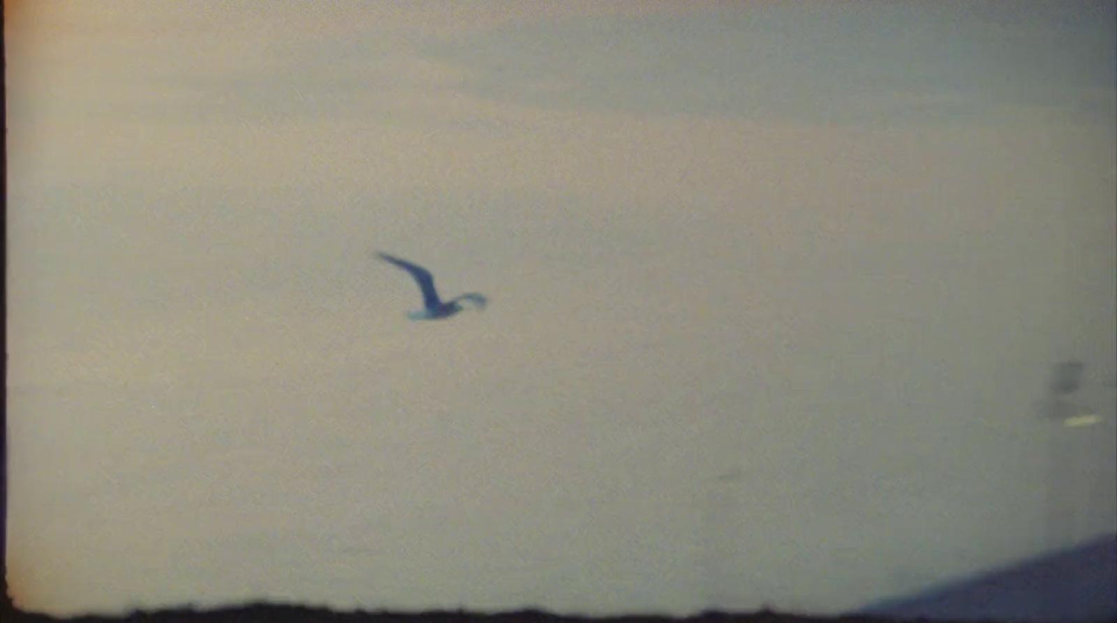 a bird flying in the sky on a cloudy day