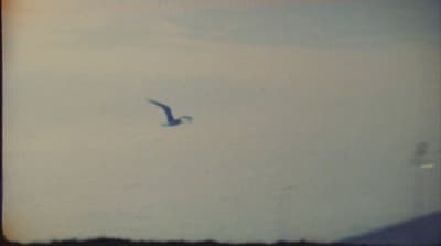 a bird flying in the sky on a cloudy day