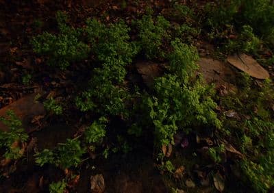 a bunch of green plants growing on the ground