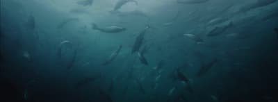 a large group of fish swimming in the water