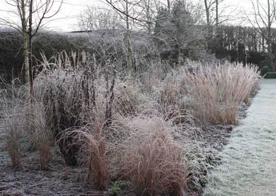 a field of grass covered in frost next to trees