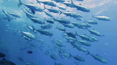 a school of fish swimming in the ocean