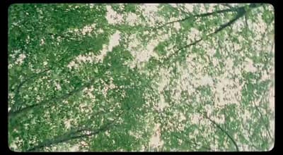 looking up at the tops of trees in a forest