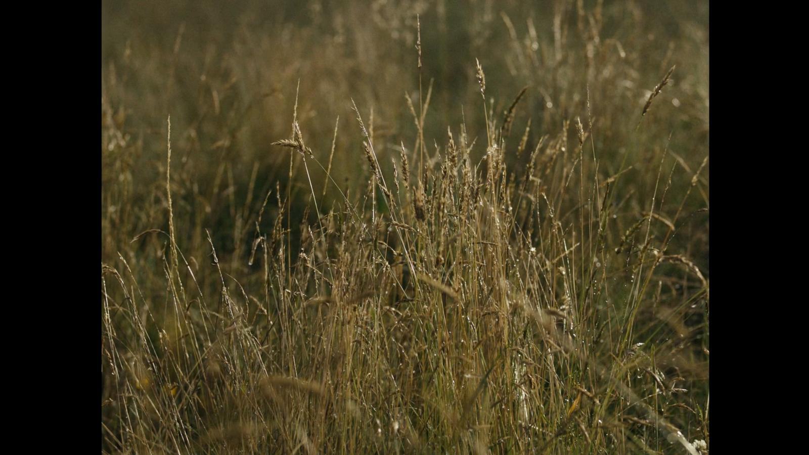 a close up of a field of tall grass