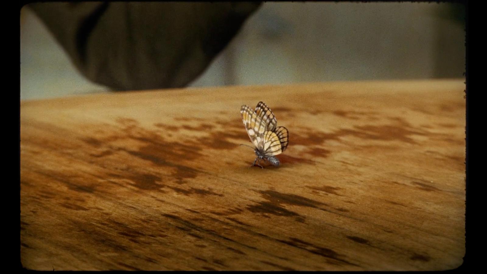 a butterfly sitting on top of a wooden table