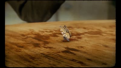 a butterfly sitting on top of a wooden table