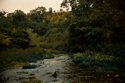 a river running through a lush green forest