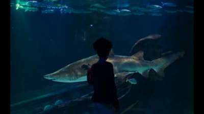 a person looking at a shark in a tank
