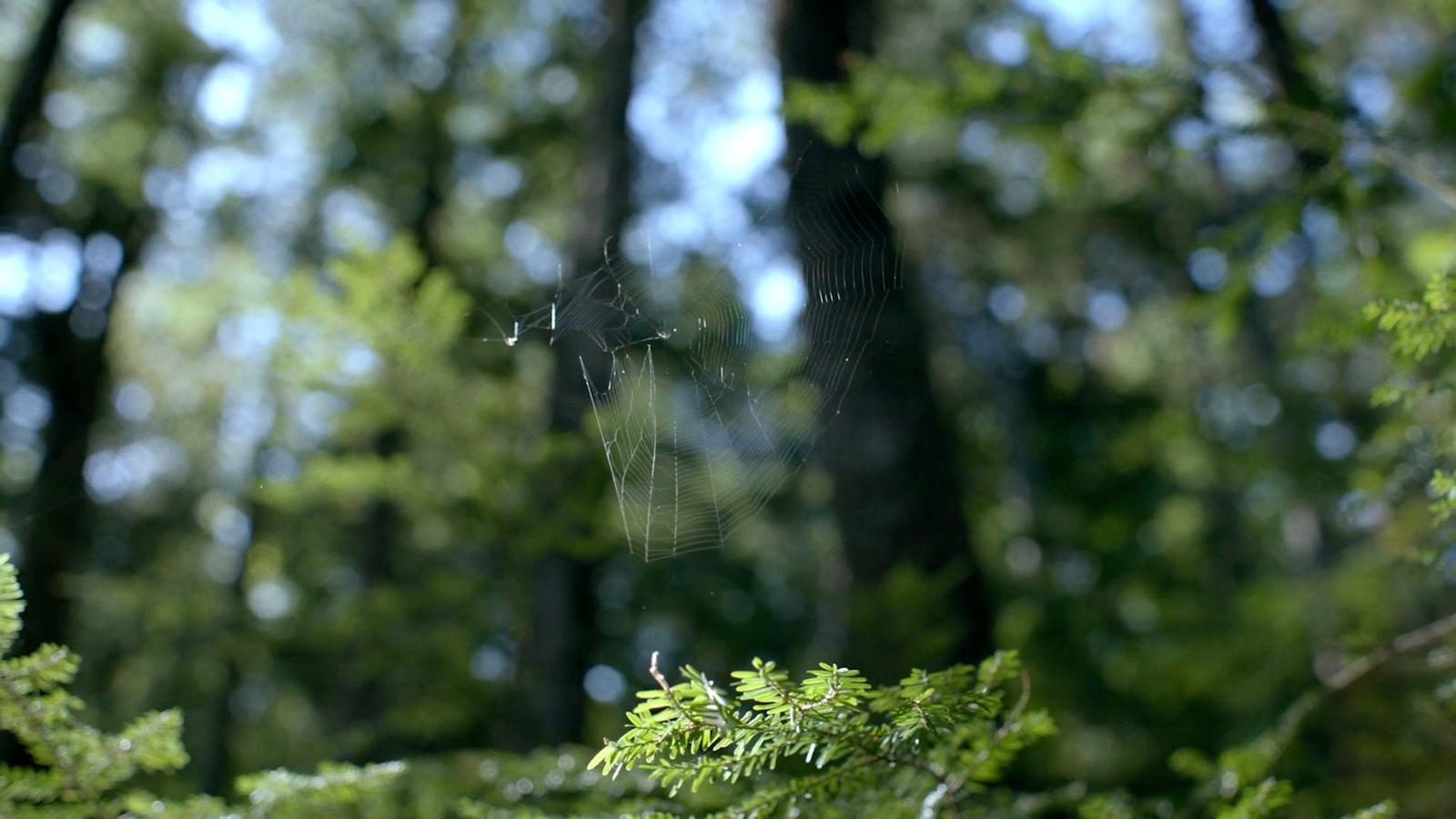 a spider web in the middle of a forest