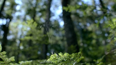 a spider web in the middle of a forest